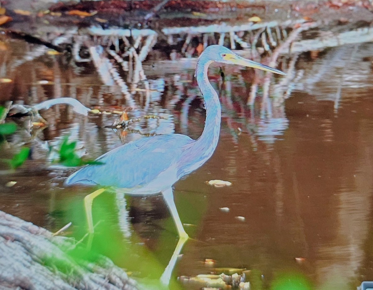Tricolored Heron - ML646375247