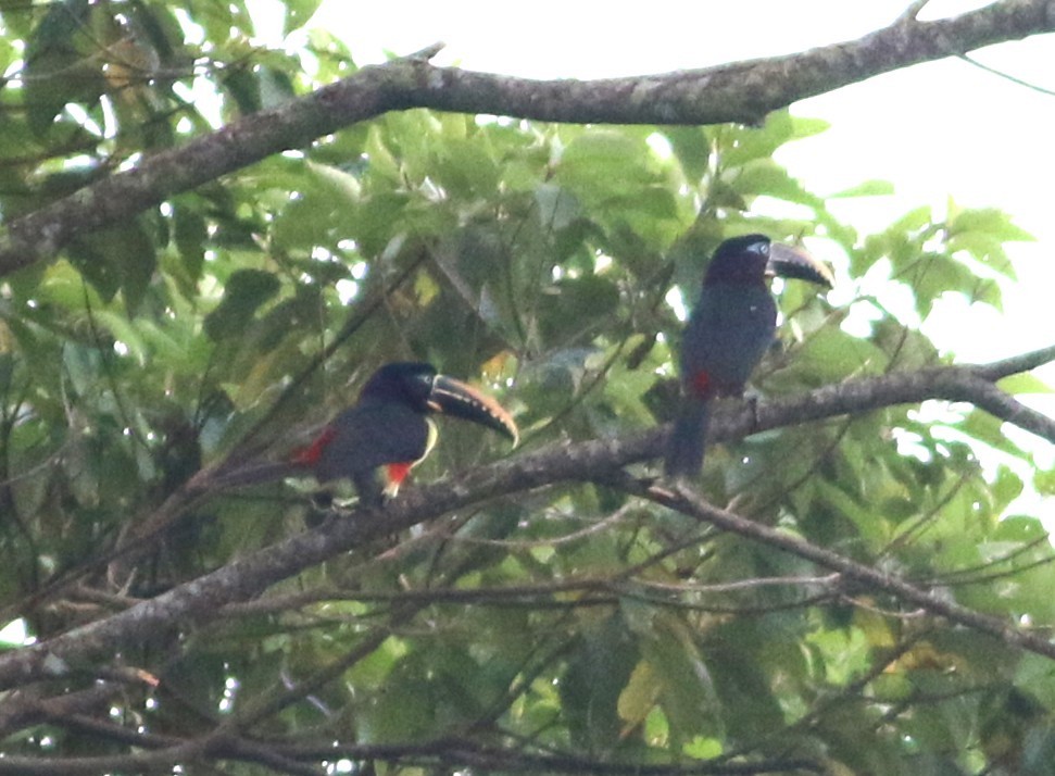 Chestnut-eared Aracari - ML646375248