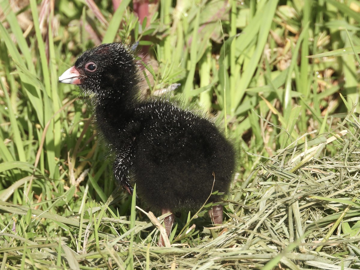 Australasian Swamphen - ML646375250