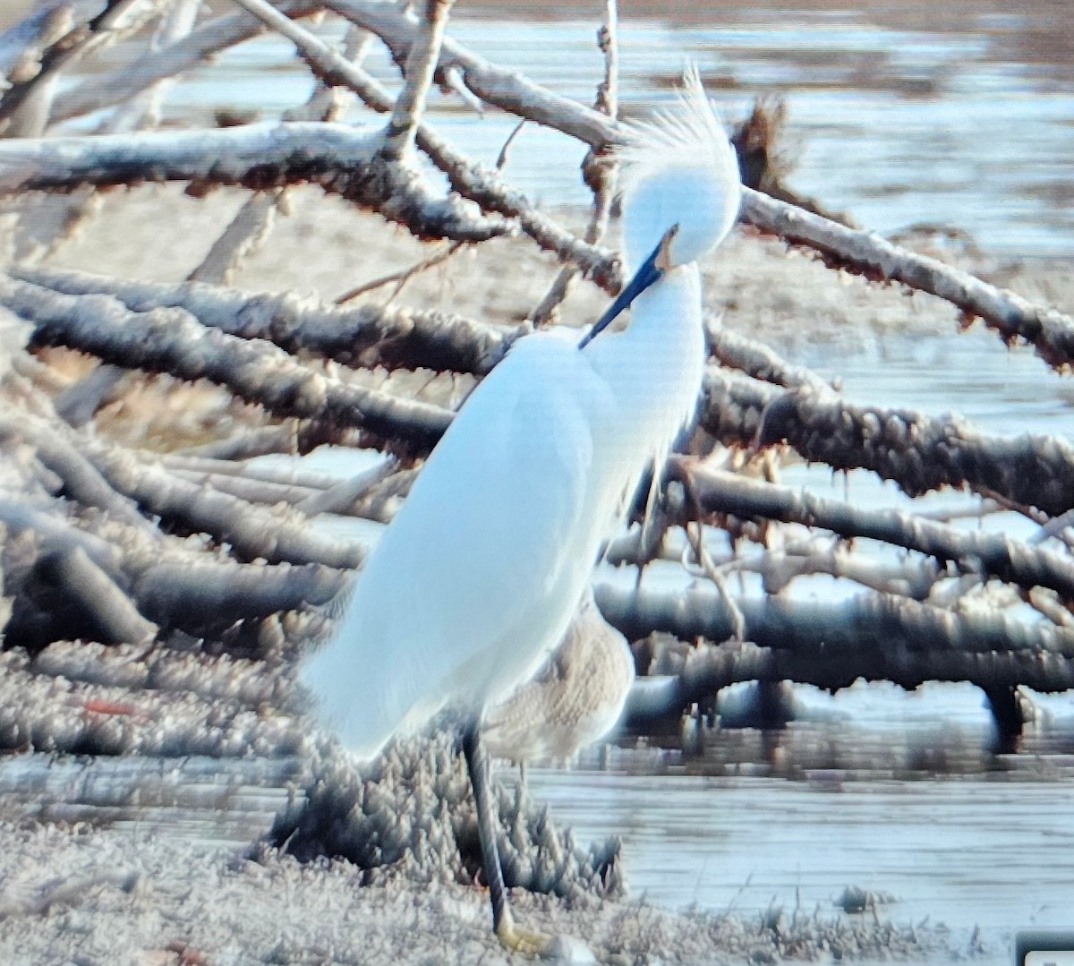 Snowy Egret - ML646375251