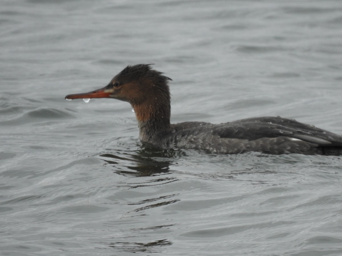 Red-breasted Merganser - ML646375252