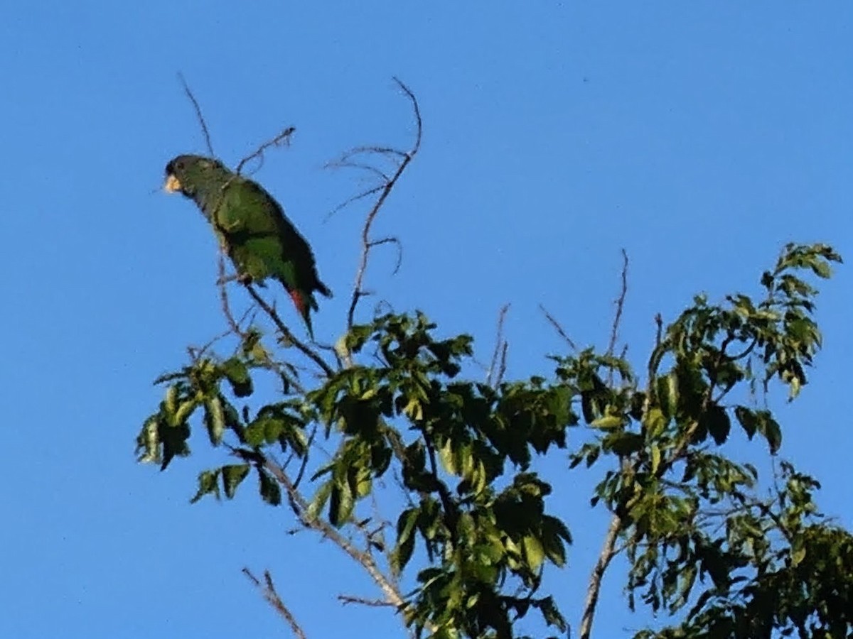 Scaly-headed Parrot - ML646375253