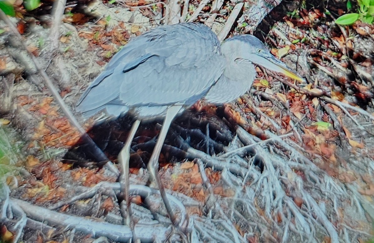 Great Blue Heron - ML646375255