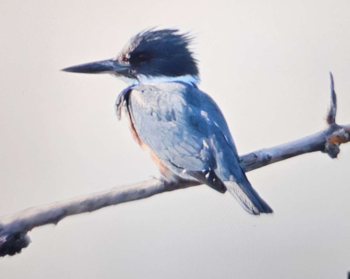 Belted Kingfisher - ML646375256