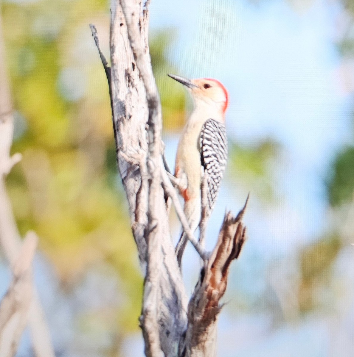 Red-bellied Woodpecker - ML646375258