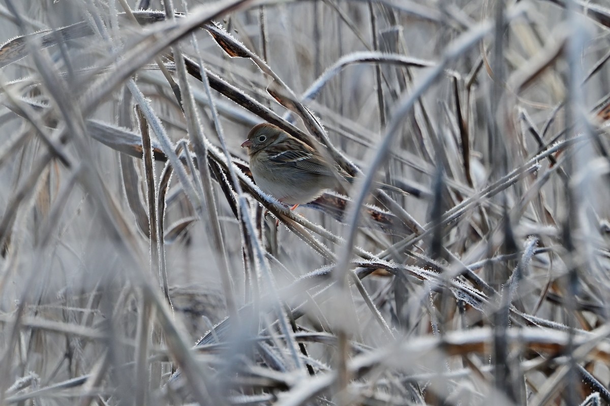 Field Sparrow - ML646375260