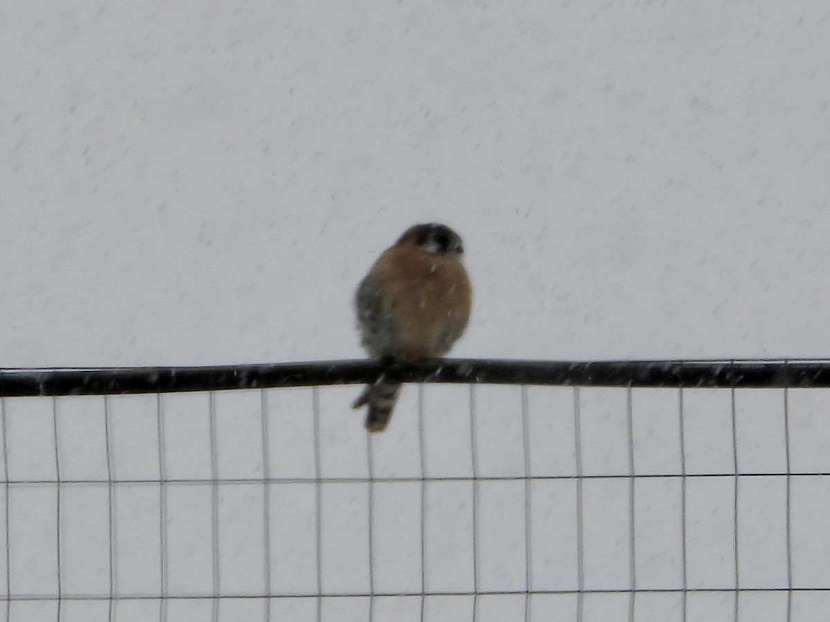 American Kestrel - ML646375261