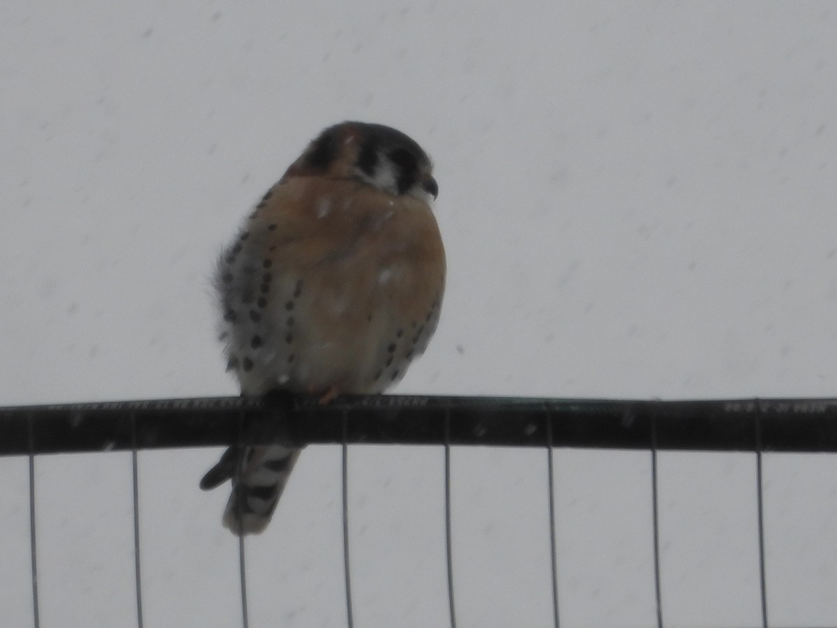 American Kestrel - ML646375262