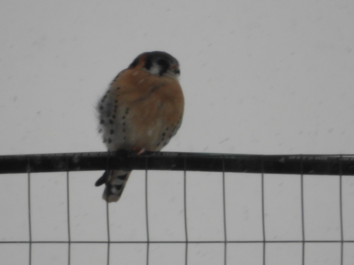 American Kestrel - ML646375263