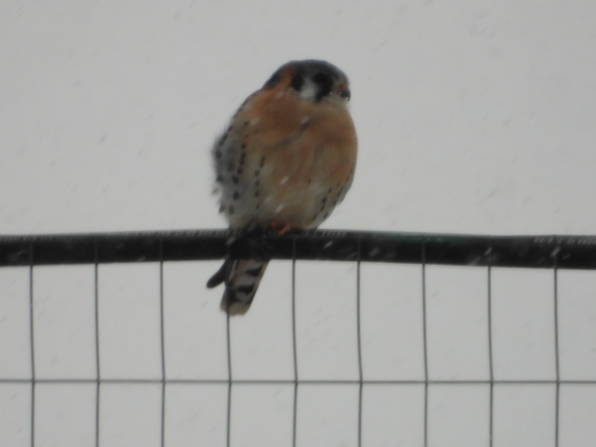 American Kestrel - ML646375264