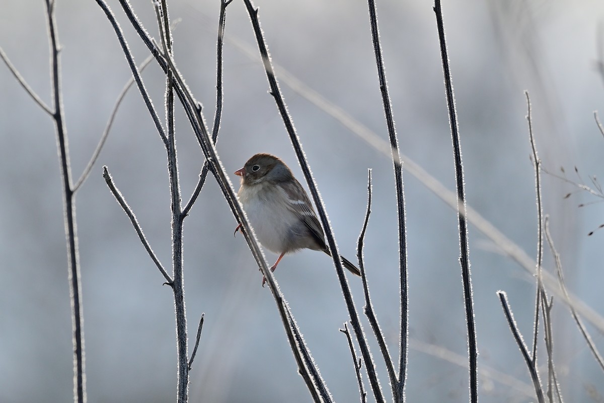 Field Sparrow - ML646375265