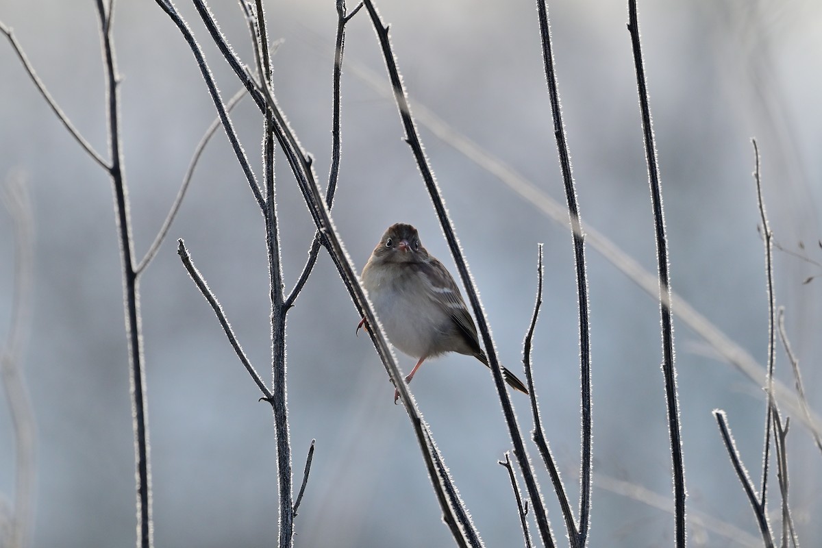 Field Sparrow - ML646375266
