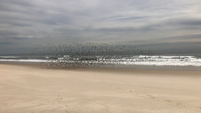 Correlimos Común - ML646375268