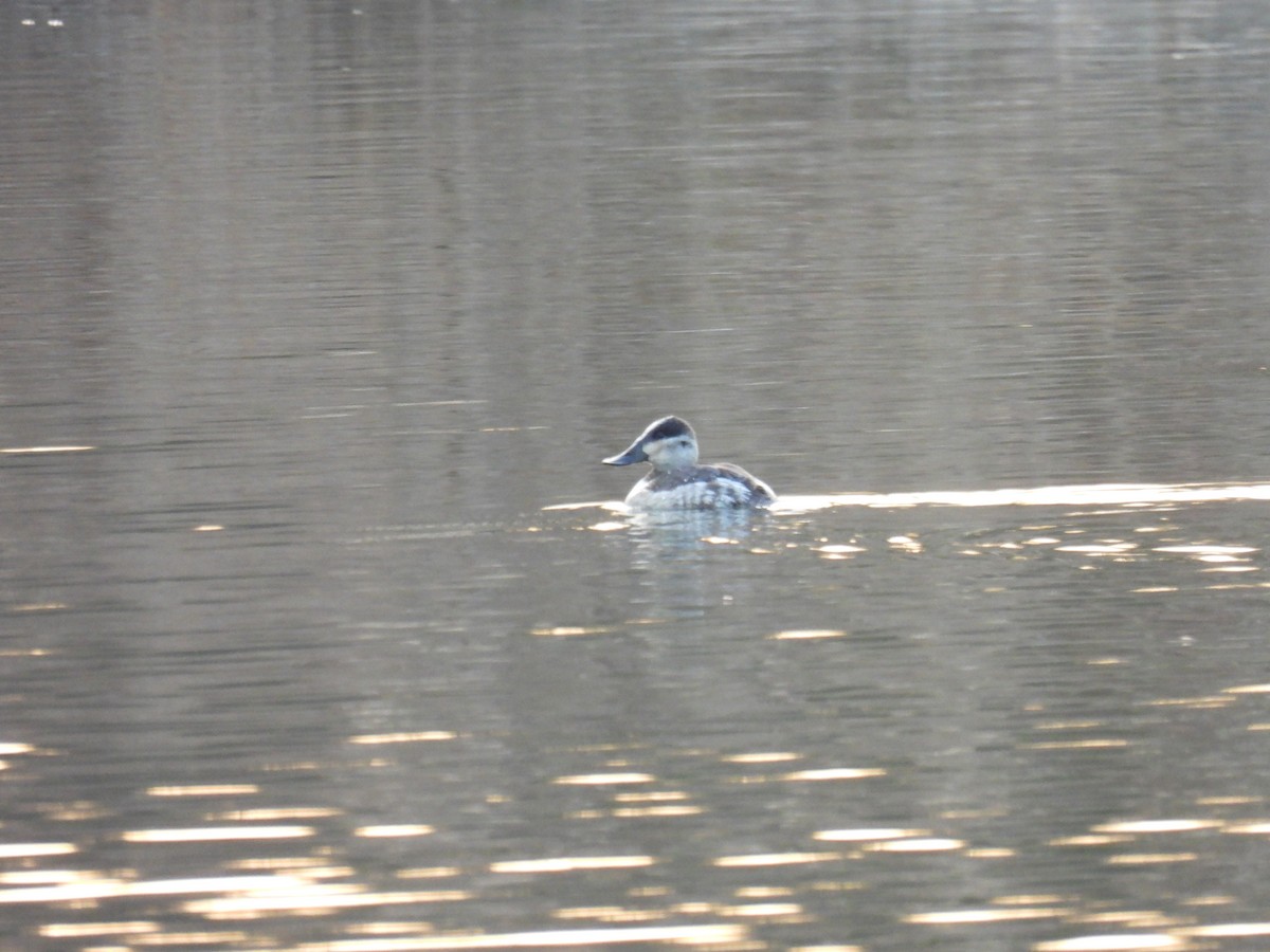 Ruddy Duck - ML646375269