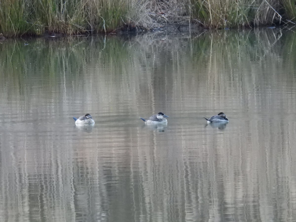 Ruddy Duck - ML646375270