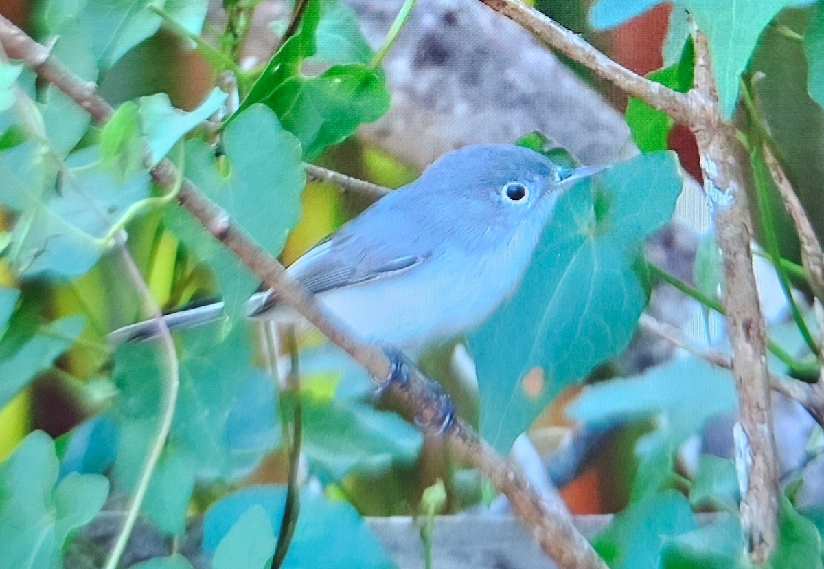Blue-gray Gnatcatcher - ML646375271