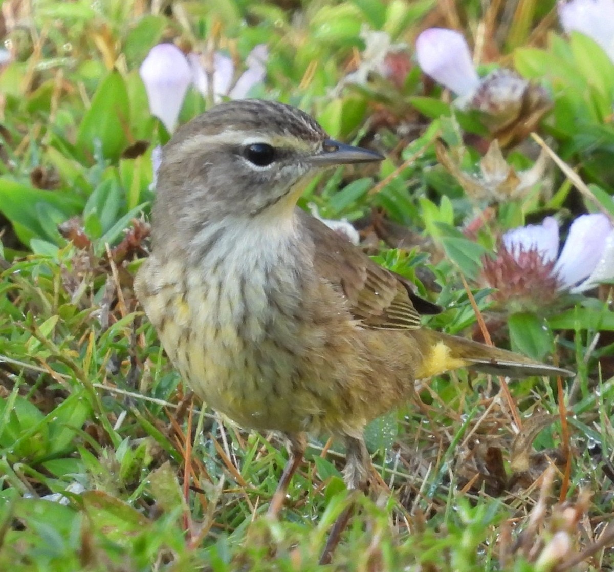 Palm Warbler - ML646375272