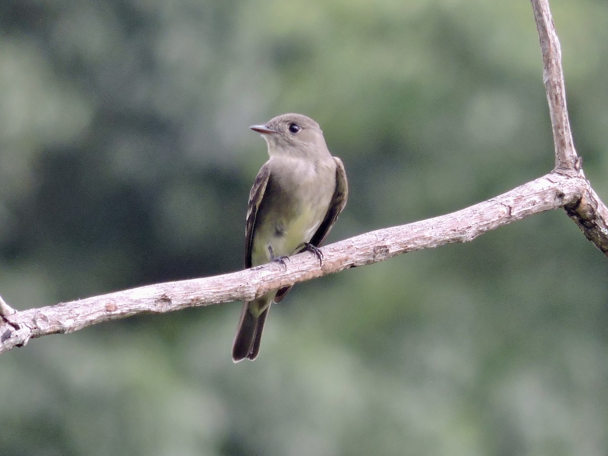 Northern Tropical Pewee - ML646375273