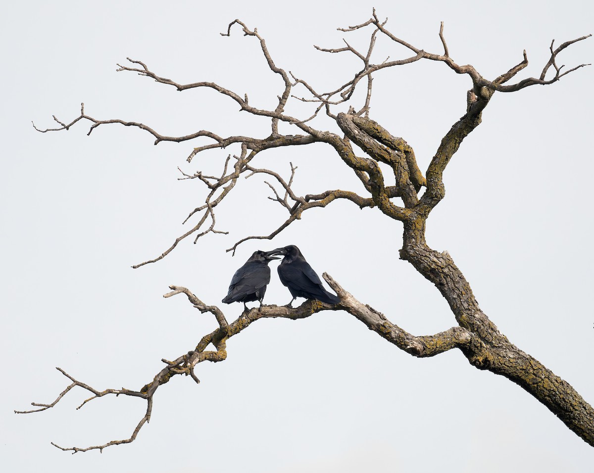 Common Raven - ML646375274