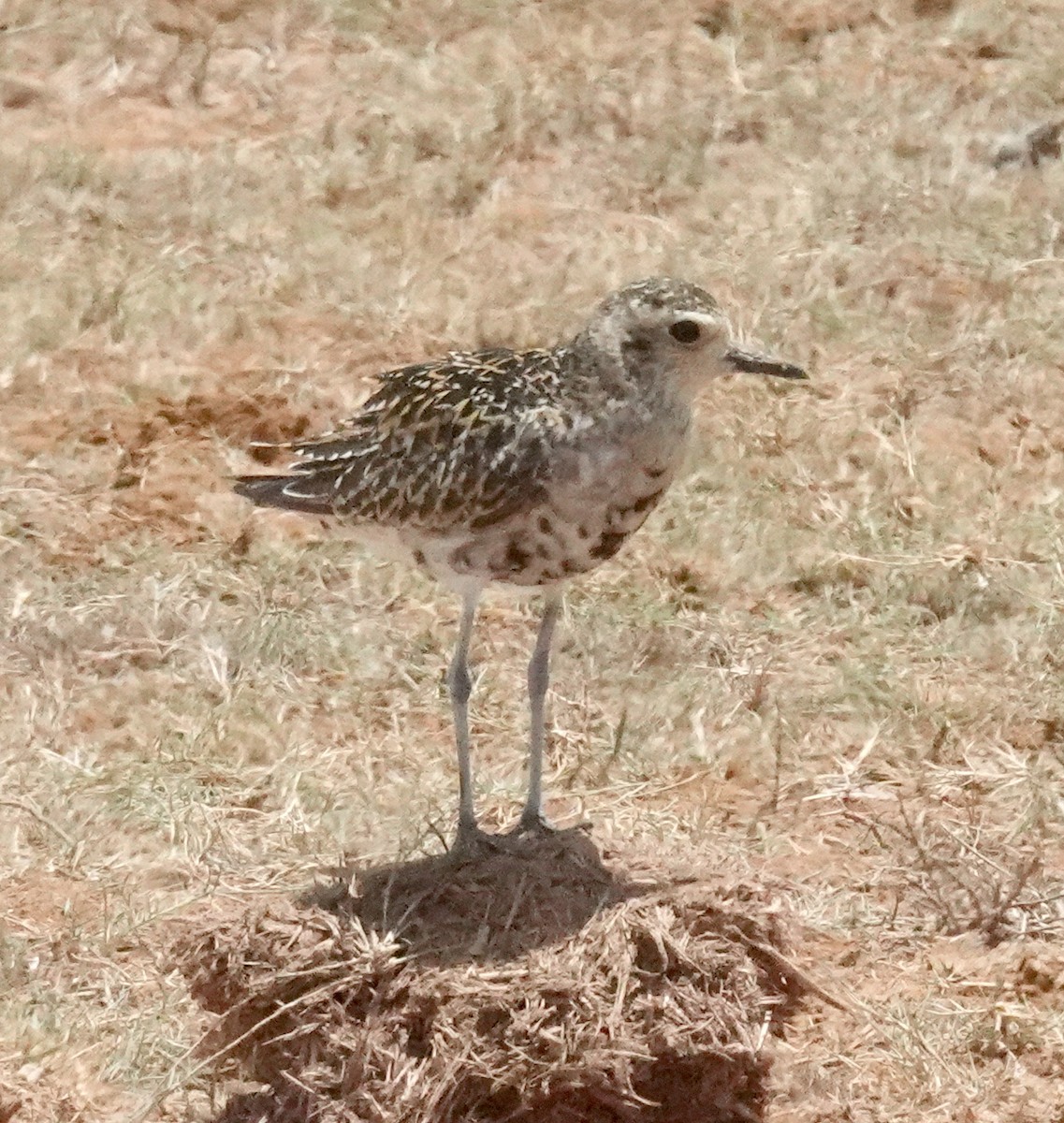 Pacific Golden-Plover - ML646375275