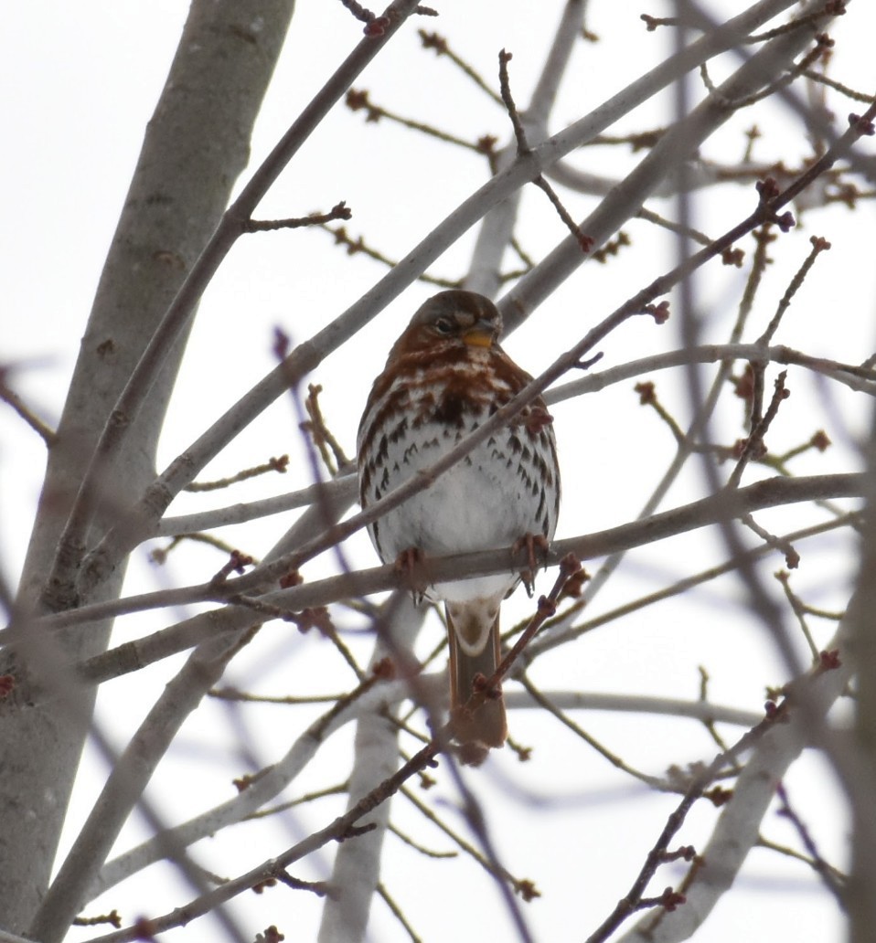 Fox Sparrow - ML646375276