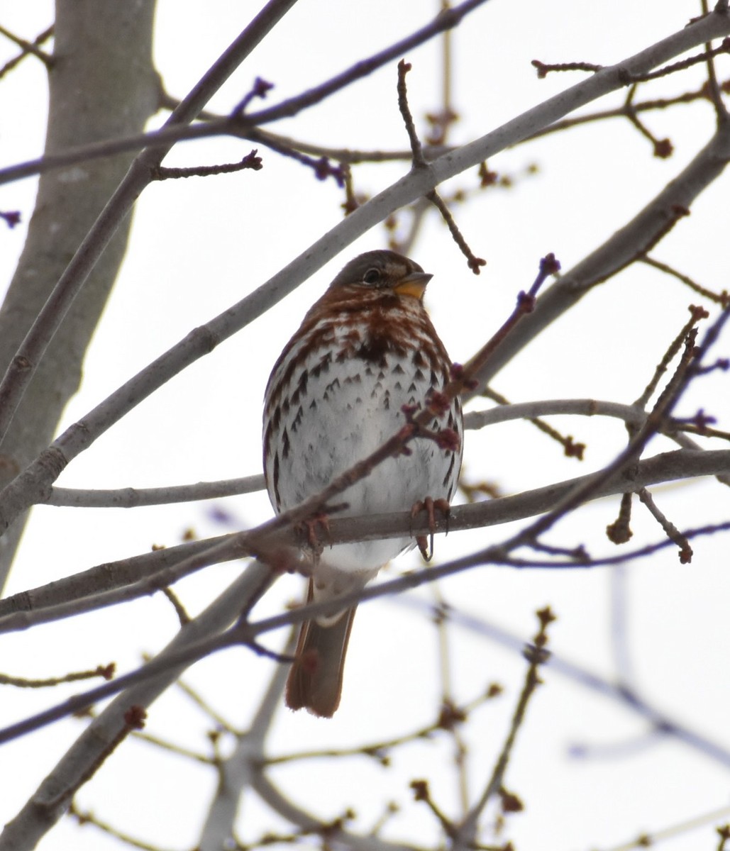 Fox Sparrow - ML646375277