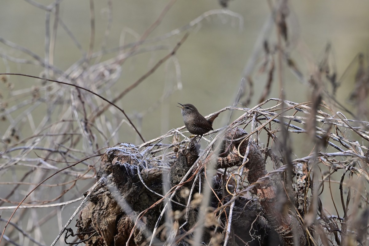 Winter Wren - ML646375278