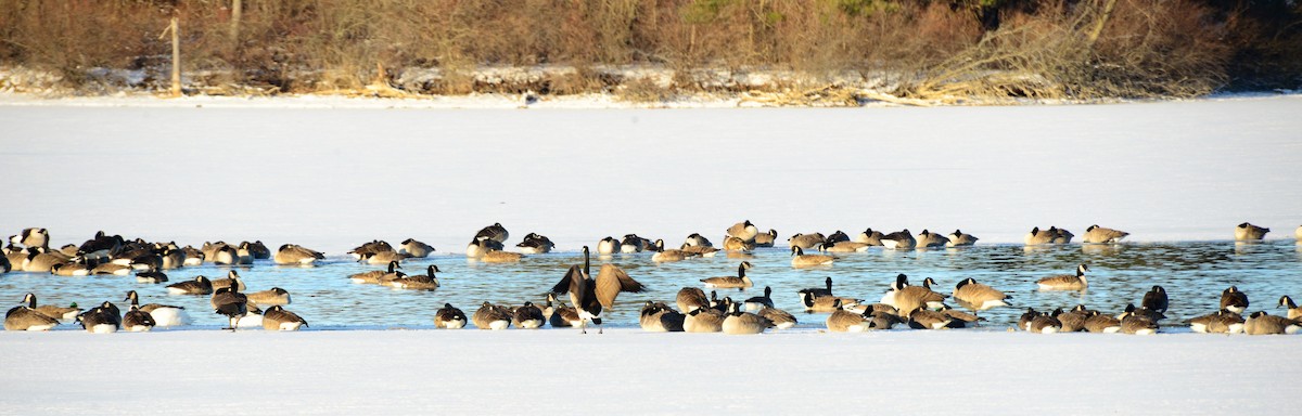 Canada Goose - ML646375281