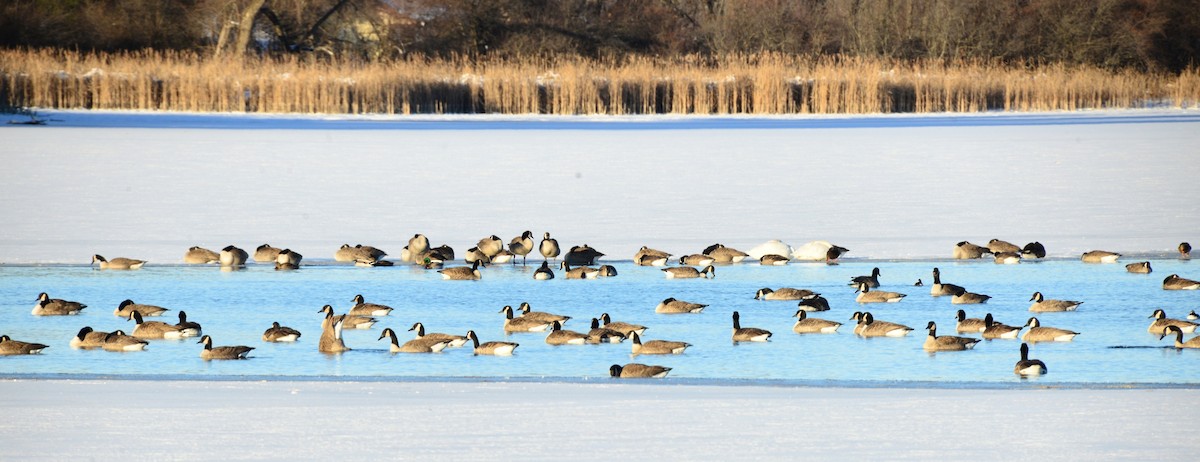 Canada Goose - ML646375282