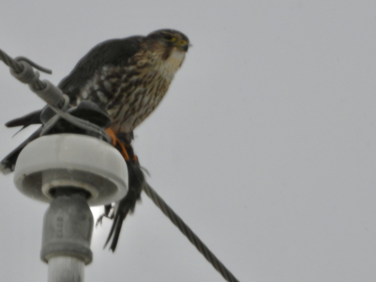 Merlin - ML646375283