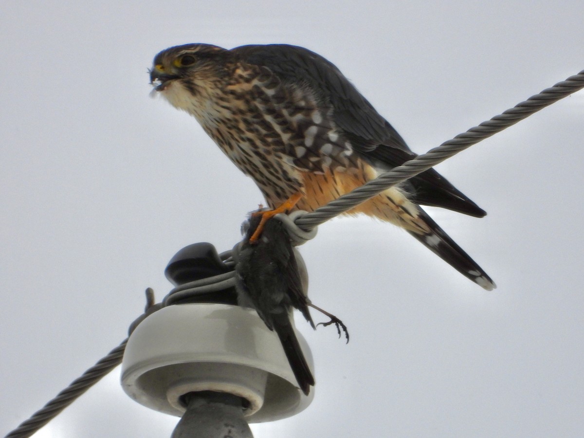 Merlin - ML646375284