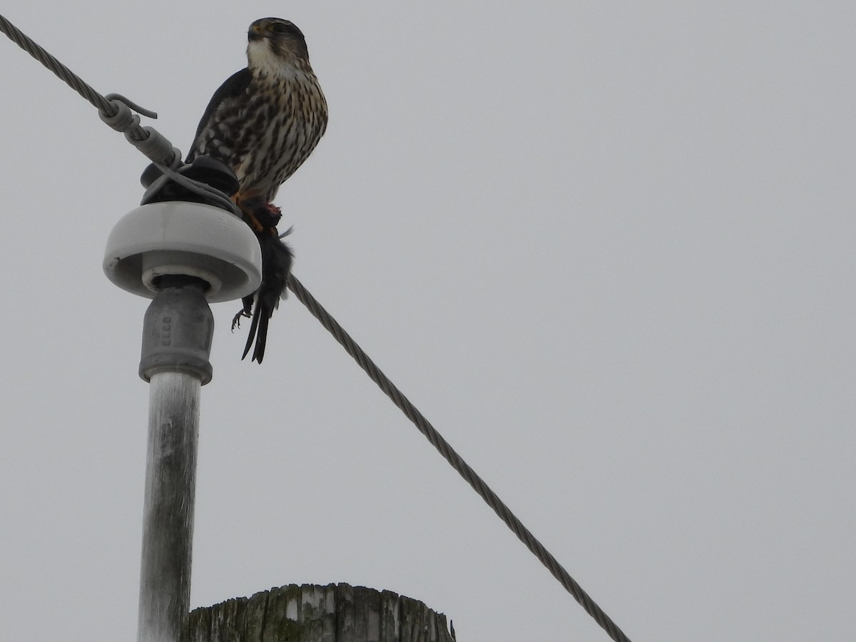 Merlin - ML646375285