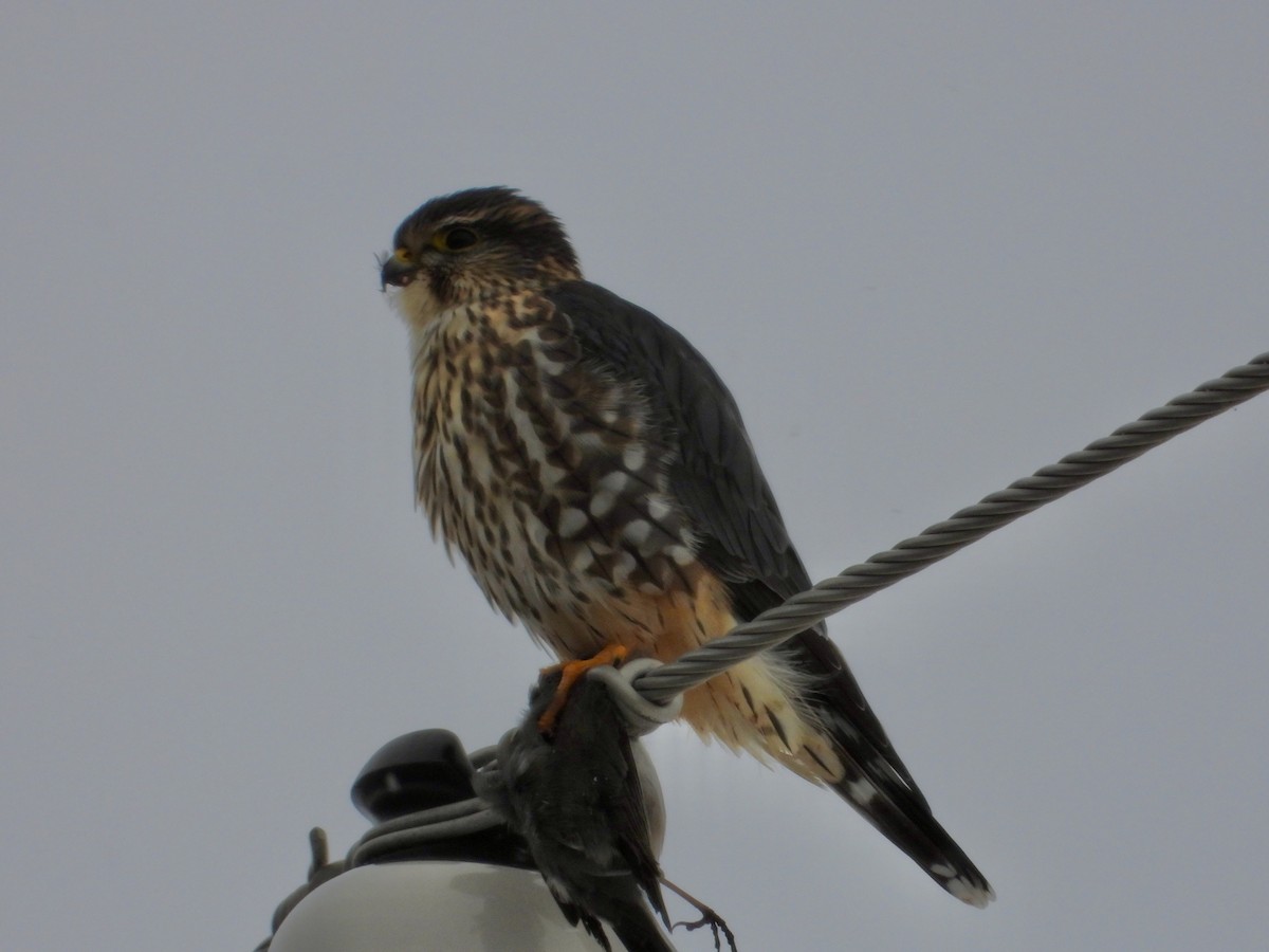 Merlin - ML646375286