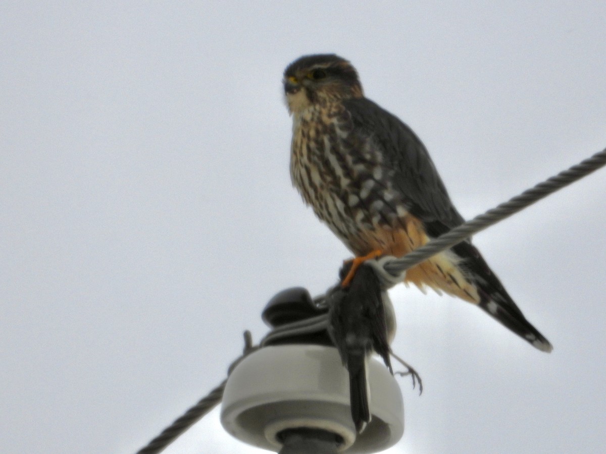 Merlin - ML646375287