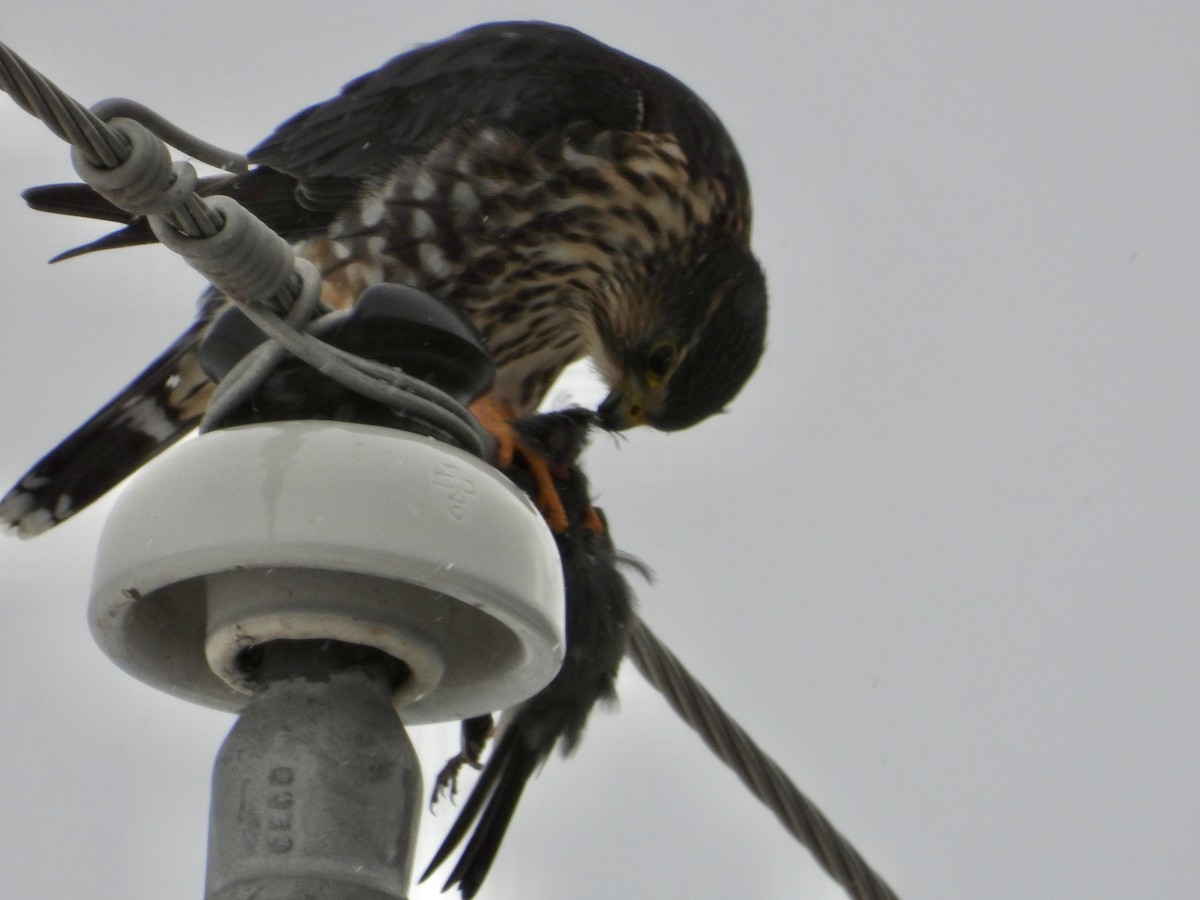 Merlin - ML646375288