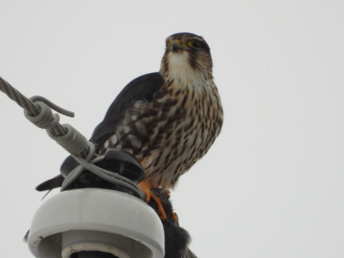 Merlin - ML646375289