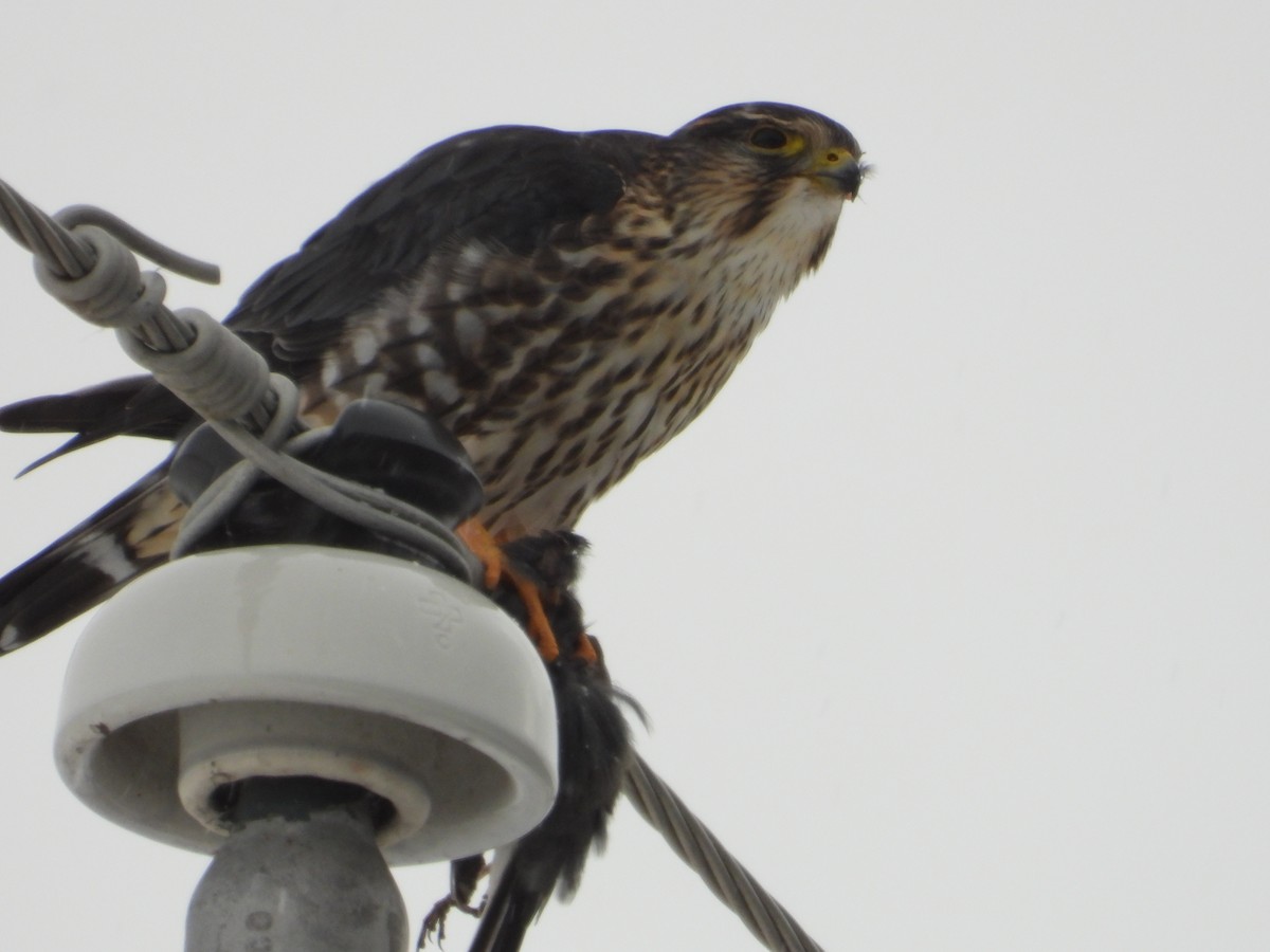 Merlin - ML646375290