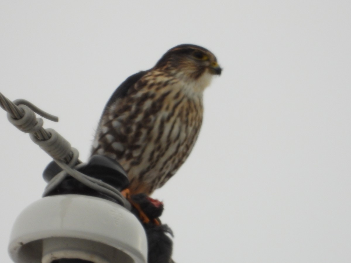 Merlin - ML646375291