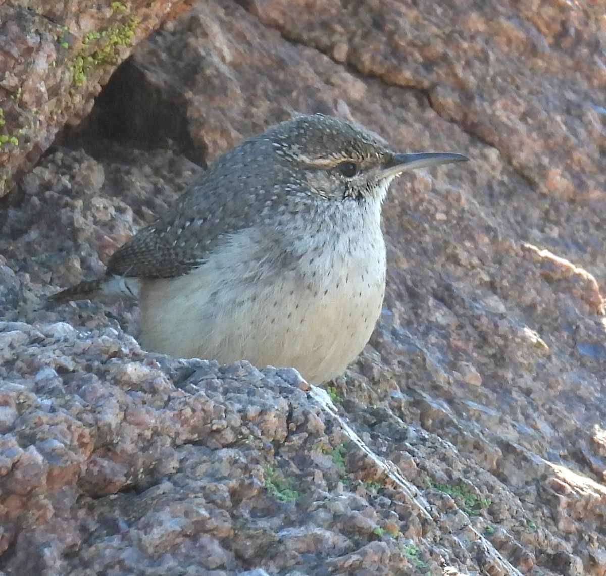 Rock Wren - ML646375293