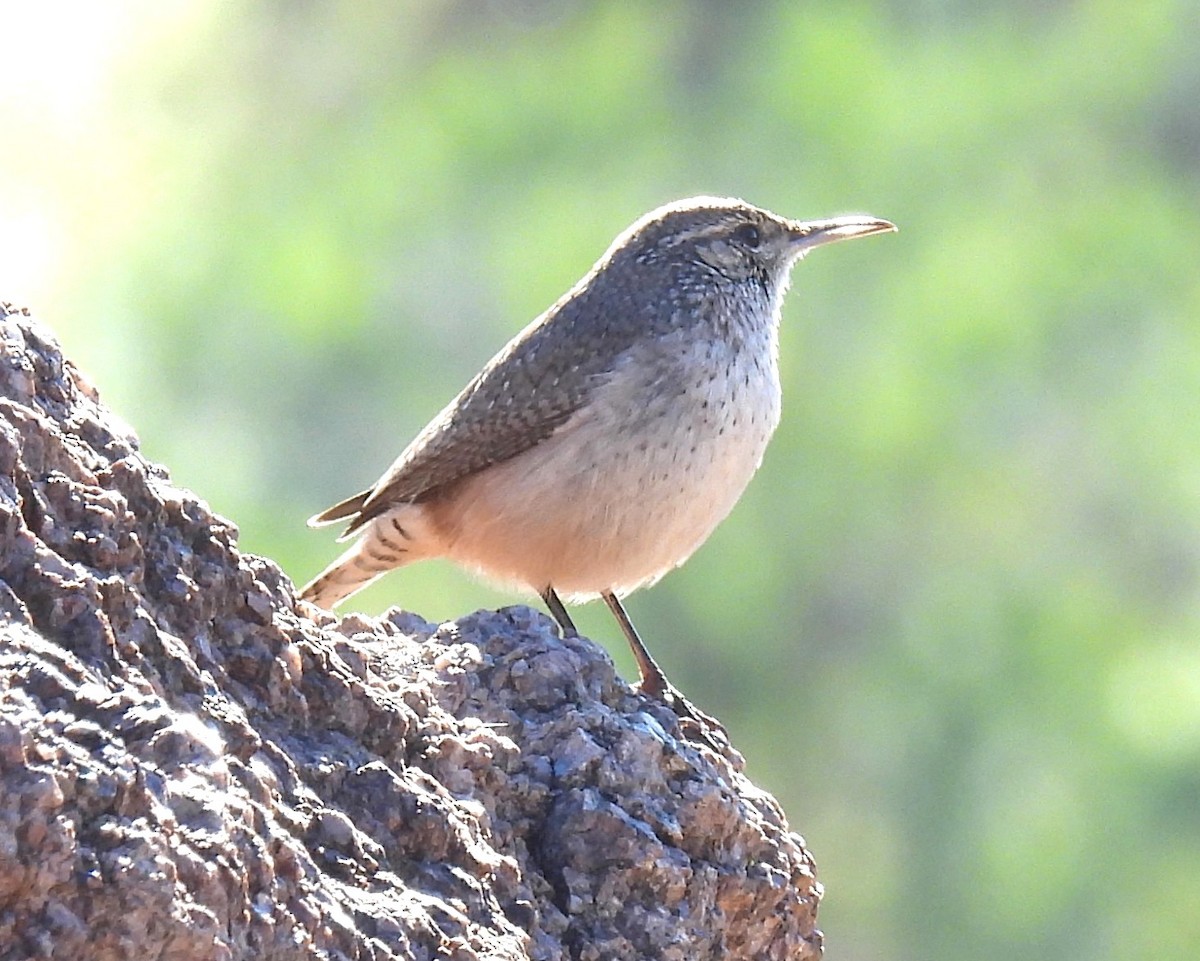 Rock Wren - ML646375294
