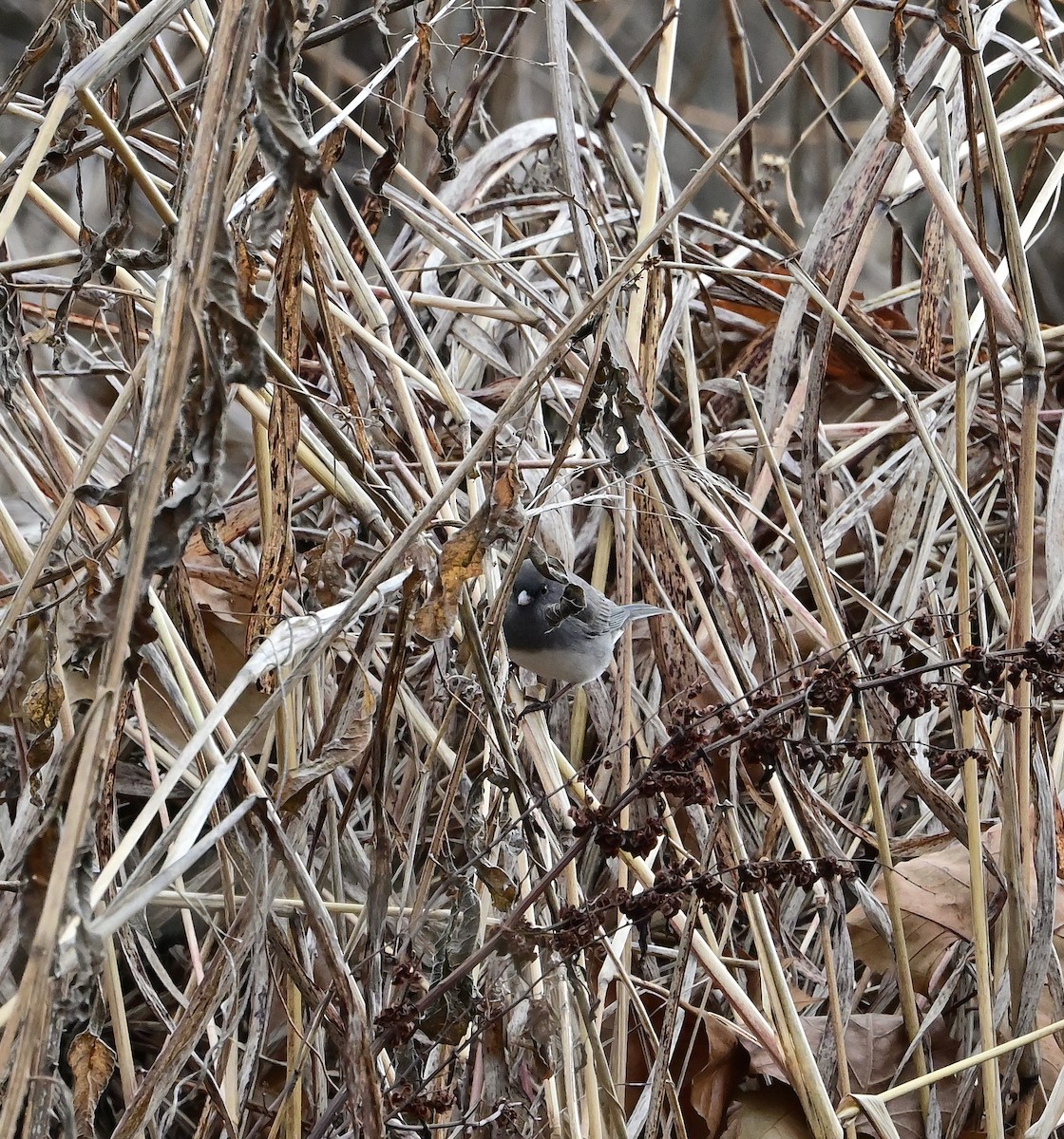 Dark-eyed Junco - ML646375299