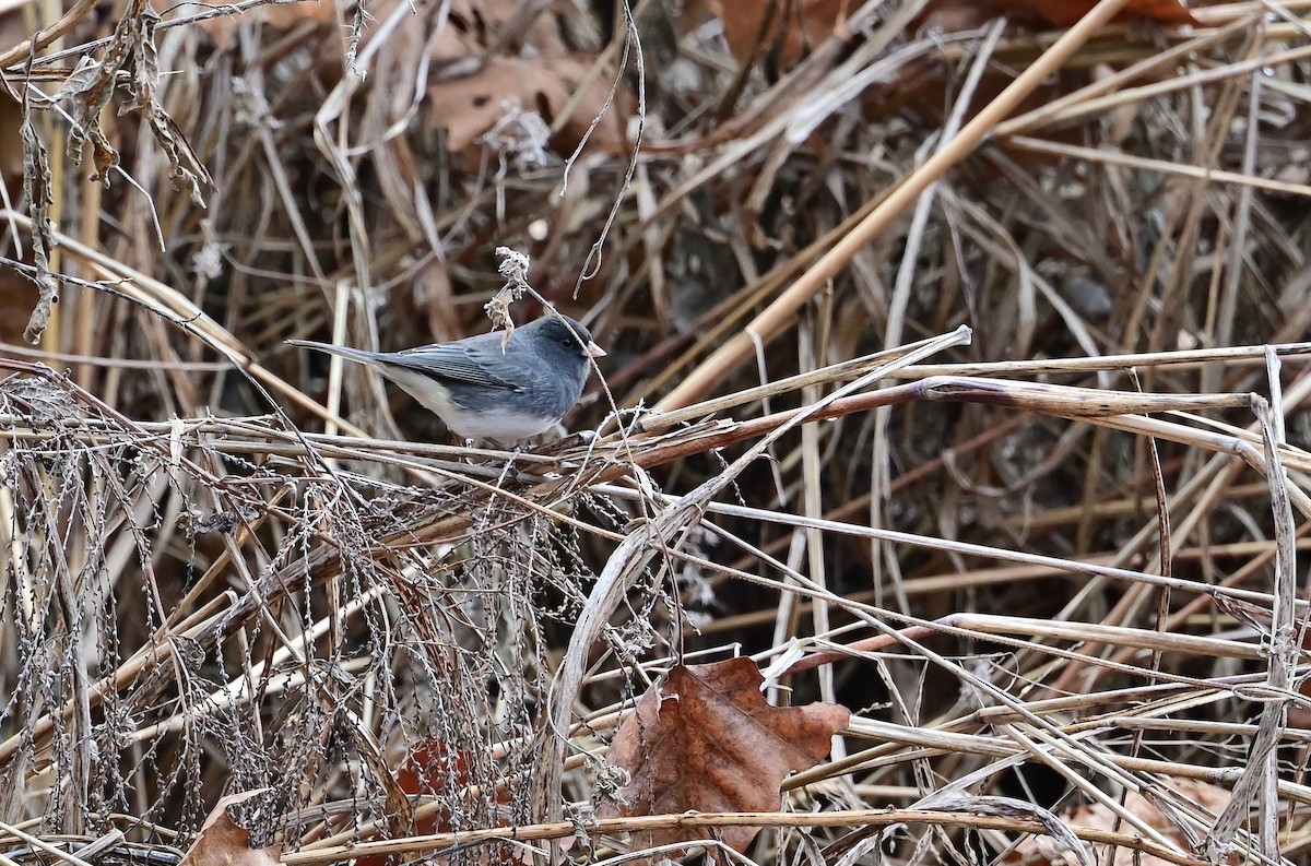 Dark-eyed Junco - ML646375304