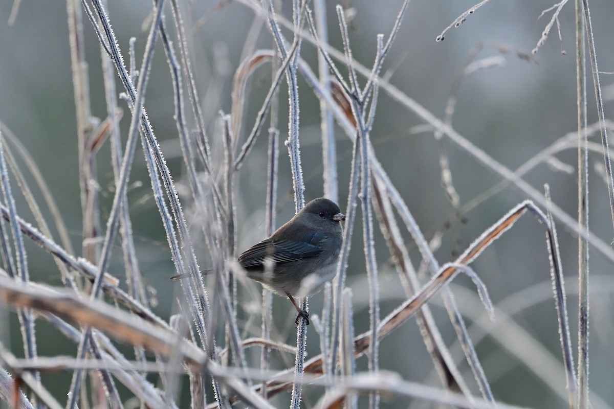 Dark-eyed Junco - ML646375305