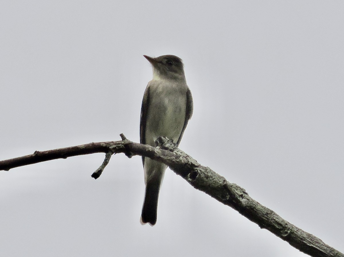 Eastern Wood-Pewee - ML646375306