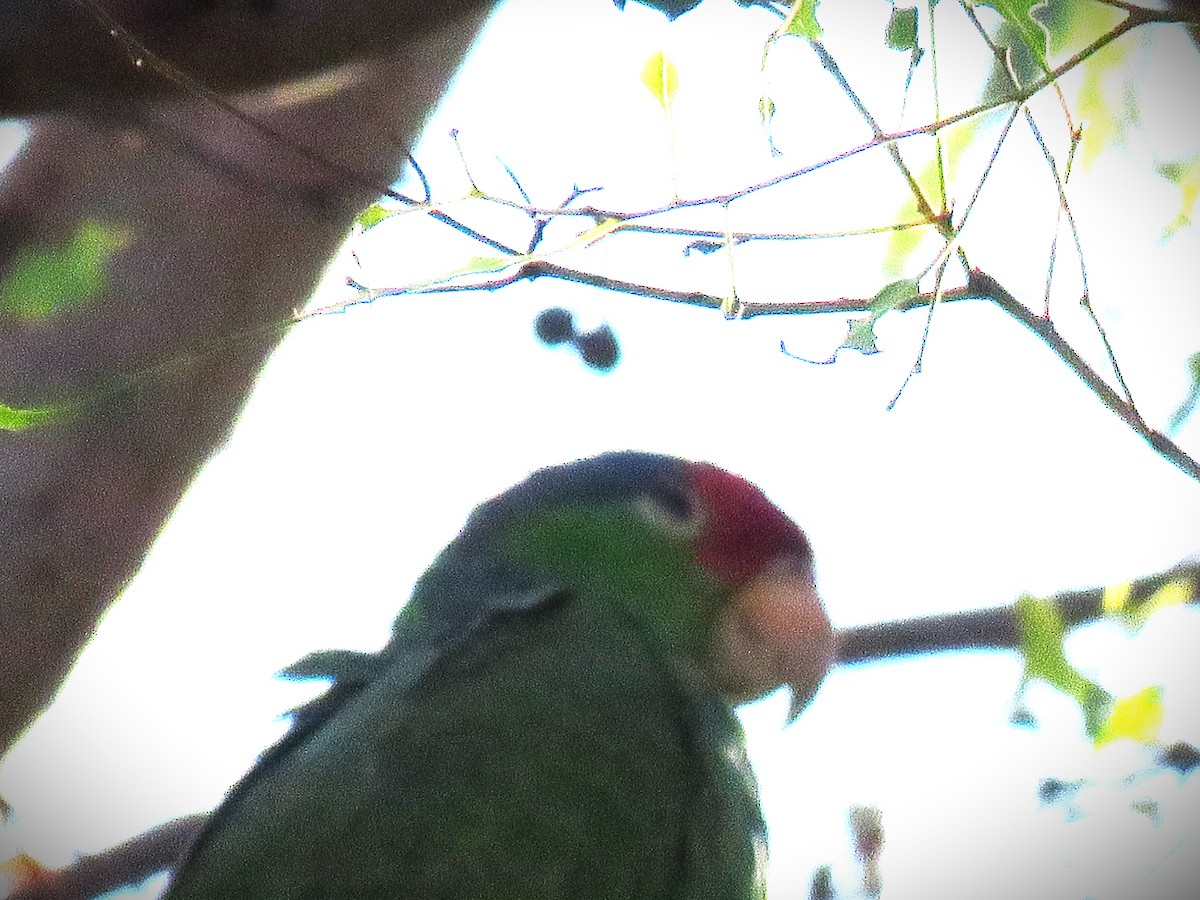 Red-crowned Amazon - ML646375307