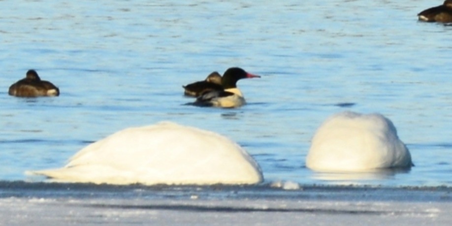 Common Merganser - ML646375308