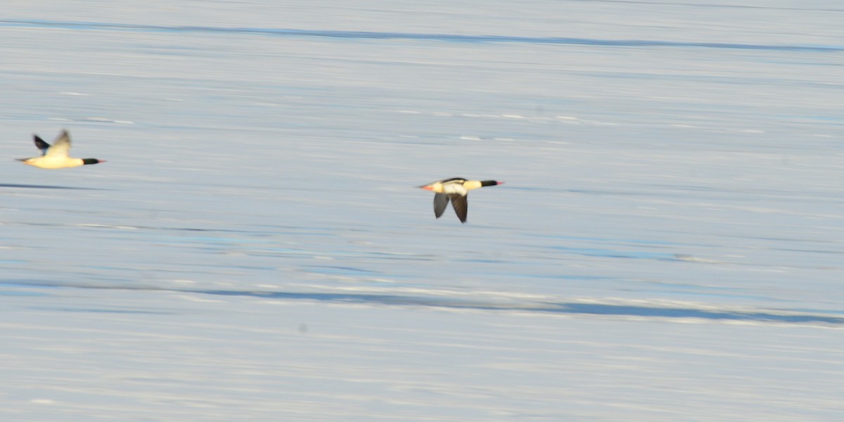 Common Merganser - ML646375309