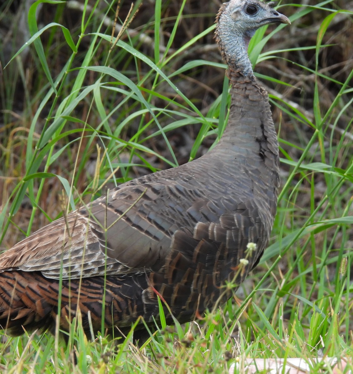 Wild Turkey - ML646375310