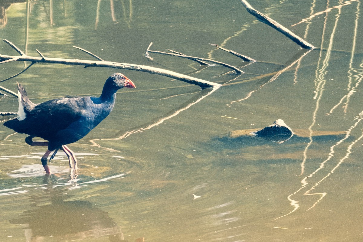 Australasian Swamphen - ML646375312