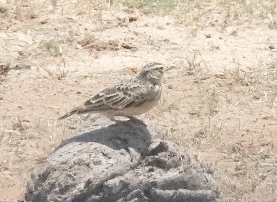 Oriental Skylark - ML646375316